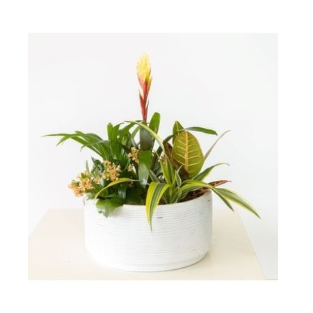 Conroy's Florist & Flower Delivery Mission Viejo - Hello Sunshine is delivered in a white planter filled with green plants and a touch of yellow.