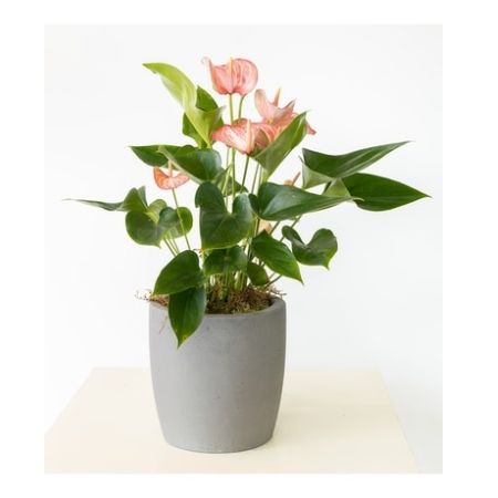 Conroy's Florist & Flower Delivery Mission Viejo - A unique variegated anthurium is delivered in a grey ceramic planter.  A Pick Me Up will brighten up anyone&#39;s day.