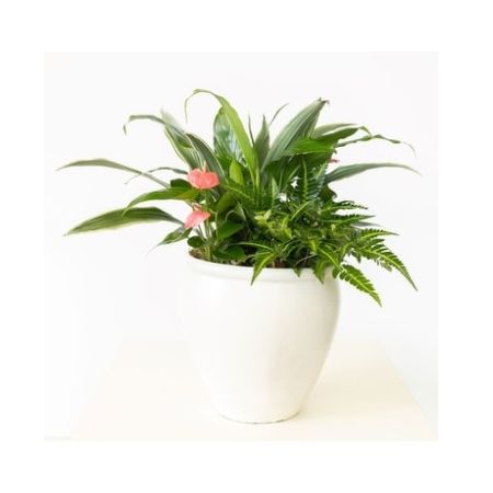 Conroy's Florist & Flower Delivery Mission Viejo - A white planter is filled with a variety of green plants; perfect for any home or office.