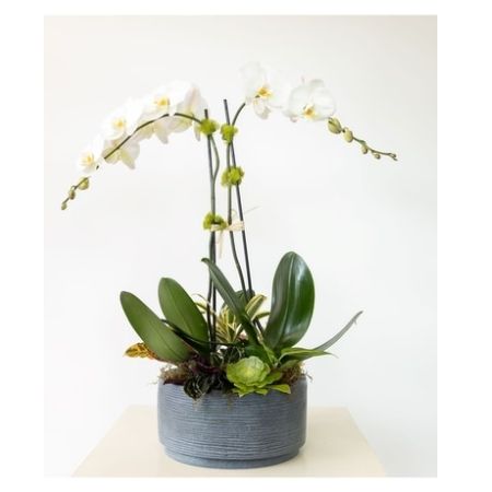 Conroy's Florist & Flower Delivery Mission Viejo - Plants and succulents set the stage for  two elegant Orchids.  Double Up Garden's two orchid stems will lift anyone's spirits.  