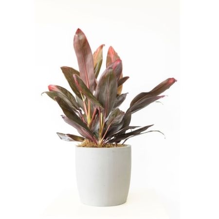 Conroy's Florist & Flower Delivery Mission Viejo - This 10&#34; cordyline florica plant is delivered in a white ceramic planter. 