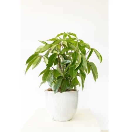 Conroy's Florist & Flower Delivery Mission Viejo - A 10&#34; schefflera is planted in a white ceramic planter; perfect for any decor.