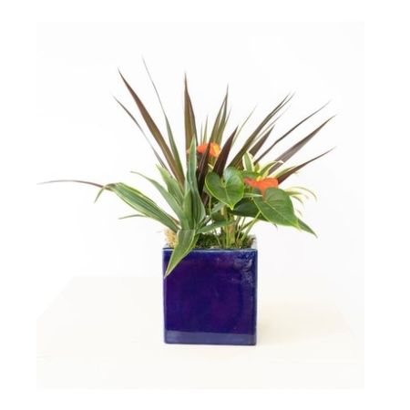 Conroy's Florist & Flower Delivery Mission Viejo - A cobalt blue cube is filled with various green plants.  