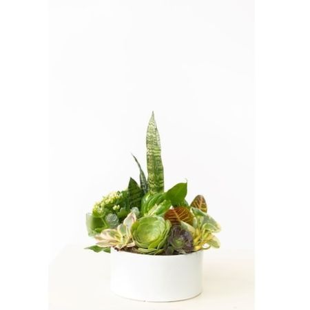 Conroy's Florist & Flower Delivery Mission Viejo - Succulents, small blooming plants, and a snake plant add style to any space.  Our Sleek and Stylish Dish Garden is a mix of plants to create a stunning garden. 