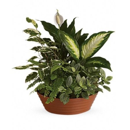 Conroy's Florist & Flower Delivery Mission Viejo - White is just right, especially when delivered in a field of green. This beautiful gift is a garden of delights. Perfectly at home inside a home or office, it&#39;s a great gift for all reasons and seasons.