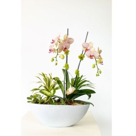 Conroy's Florist & Flower Delivery Mission Viejo - Assorted succulent plants are accented by a pale Orchid in this simple dish garden.  Your &#34;peeps&#34; will love Nesting Orchid Garden.  
