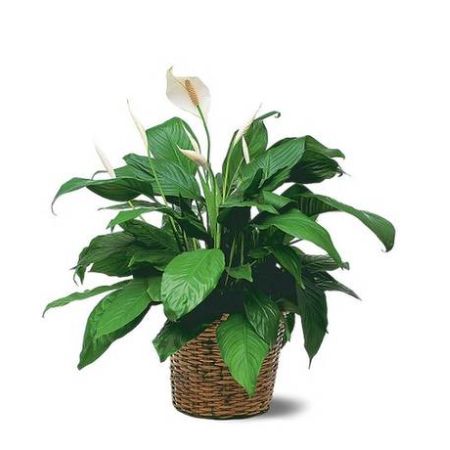 Conroy's Florist & Flower Delivery Mission Viejo - This easy-to-care for plant with its shiny dark green leaves and white flowers is the perfect complement to any home or office. And that special someone will be perfectly complimented, too.