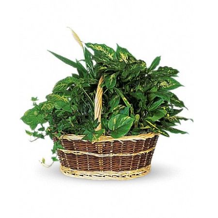 Conroy's Florist & Flower Delivery Mission Viejo - This impressive garden of indoor plants will be a warm welcome to any home or office. And you&#39;ll get glowing reviews for sending it.