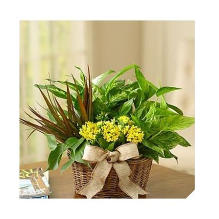 Conroy's Florist & Flower Delivery Mission Viejo - .