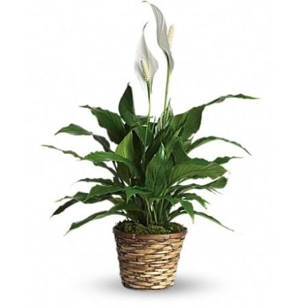 Conroy's Florist & Flower Delivery Mission Viejo - Also known as the peace lily, this dark leafy plant with its delicate white blossoms makes a simply elegant gift. There&#39;s nothing small about the sentiment delivered along with this pretty plant.