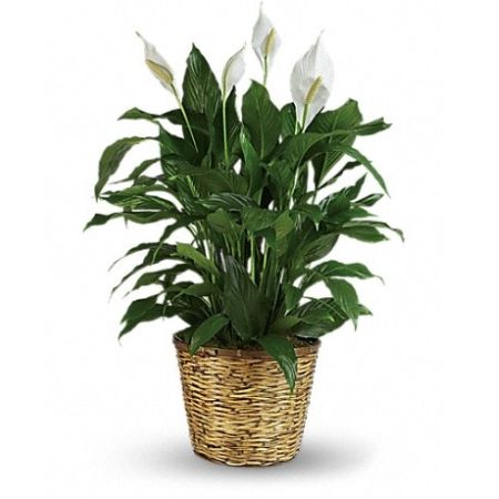 Conroy's Florist & Flower Delivery Mission Viejo - When you want to make a big impression, sending a beautiful spathiphyllum that reaches almost 40&#34; is practically heaven sent. With its glossy leaves and brilliant white blossoms, this plant is super easy to care for. At the same time, it cares for indoor environments as well, cleansing the air of several toxic elements. It&#39;s simply elegant and simply wonderful.