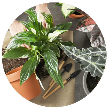 Florist's Choice Plant for Mother's Day