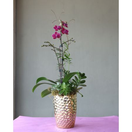 Conroy's Flowers Inglewood Inglewood - Elevate your space with our Amethyst Orchid Gleam. This stunning arrangement features a vibrant purple orchid plant potted in a lustrous gold vase, accented with assorted green plants. Radiating elegance and charm, it's the perfect centerpiece for any sophisticated setting.
