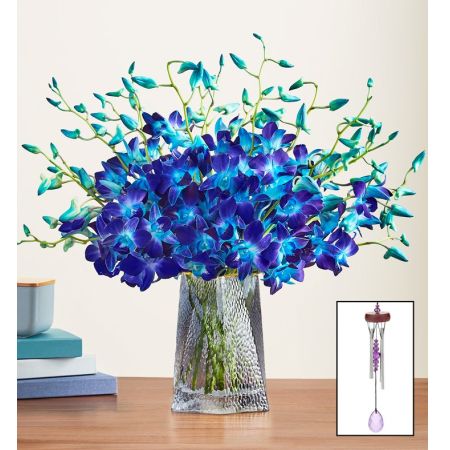 Ocean Breeze Orchids