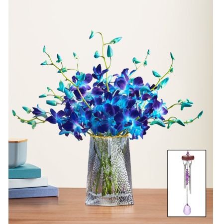 Ocean Breeze Orchids