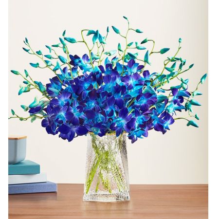 Ocean Breeze Orchids