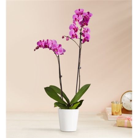 Petal and Leaf (Formerly Conroys's Flowers Cypress) Cypress - About Double Purple Orchid Plant
The epitome of elegance, our purple Phalaenopsis orchid features two tall, graceful stems that cascade up to showcase multiple blooms. Known for their magnificent beauty, these gorgeous plants can last up to six weeks with proper care. Add our stylish “Ready. Set. Grow.” tote, the perfect everyday carryall.

**Flowers and vase my vary based on availability. We will preserve the color palette and theme of the design.