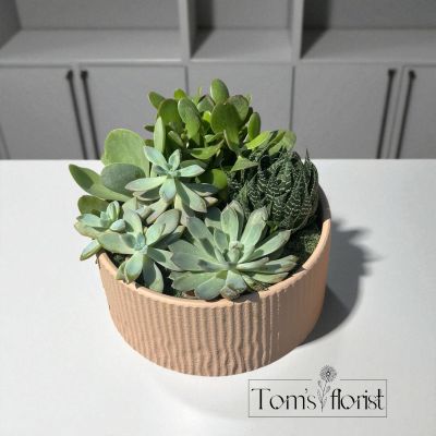 Tom's Florist Smyrna - succulent garden