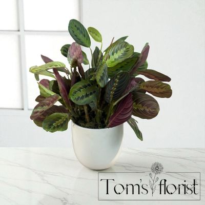 Tom's Florist Smyrna - Red Maranta Prayer Plant