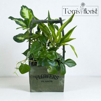 Tom's Florist Smyrna - Dish Garden Box