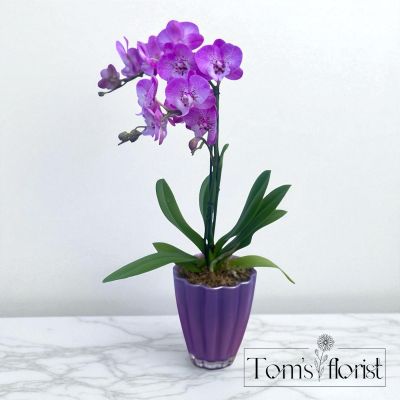Tom's Florist Smyrna - Beautiful Purple Orchid 