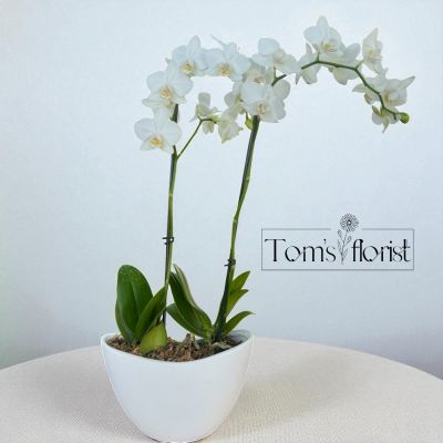 Tom's Florist Smyrna - Double White Orchid Plant