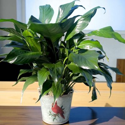 Tom's Florist Smyrna - Brighten your space with this small peace lily set in a charming  tin cardinal planter. 

Easy to care for and full of life, it’s a beautiful reminder of peace and comfort .

Perfect for gifting or home décor.