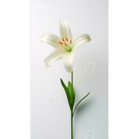 One Lily  Addon