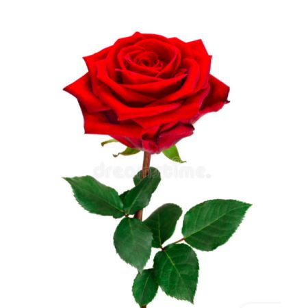 One Rose  Addon