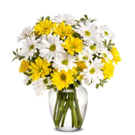 Tom's Florist Smyrna - Say hello to sunshine with our Upsy Daisy! This lively bouquet is a fresh burst of happiness, featuring a vibrant mix of cheerful white and yellow daisies. The bright yellow petals bring a sunny vibe, while the crisp white daisies add a touch of elegance and charm. Perfect for brightening up any room or sending a thoughtful message, the Upsy Daisy will lift spirits and spread smiles wherever it goes. Whether it's a birthday, a "just because," or to say "thank you," this arrangement is sure to make any occasion feel extra special!