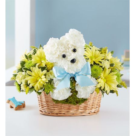 Tom's Florist Smyrna - When it comes to new baby gifts, our truly original arrangement is the pick of the litter! Fresh white carnations are expertly crafted in the shape of an adorable dog, surrounded by a mix of fresh, colorful blooms and nestled inside a charming basket. Choose “baby girl” or “baby boy” for a sweet surprise that’ll leave the new parents smiling.

- One-sided, 3D arrangement with white carnations crafted in the shape of a dog complete with eyes and nose; surrounded by a mix of lavender daisies, light pink mini carnations and purple monte casino; accented with assorted greenery and pink bow
- Arrangement measures approximately 11"H x 11"W
- Artistically designed in our lined wicker pet basket
- Our florists hand-design each arrangement, so colors and varieties may vary due to local availability