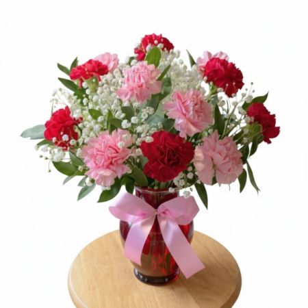 Carnation Cutie