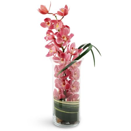 Peaceful Pink Orchids