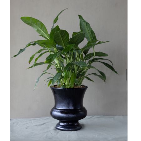 Conroy's Flowers El Cajon El Cajon - Share the gift of peace and calm with our Peace Lily Plant. This sweet plant is like a big hug, providing comfort and tranquility when your loved one or friend needs it most. Easy to care for, the Peace Lily brings beauty and serenity wherever it goes.With our same-day plant delivery, you can promptly send this symbol of peace to your special someone, offering a thoughtful and enduring gesture of support and care. The Peace Lily is not only a beautiful addition to any space but also a reminder of your love and concern.






