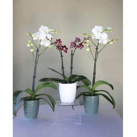 The Orchid Trifecta 