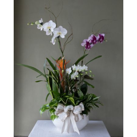 Opulent Orchid Haven