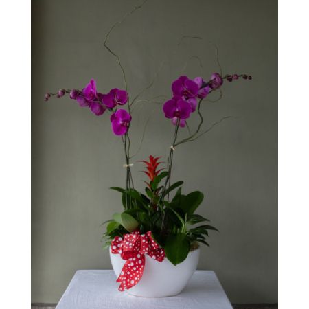 Conroy's Flowers El Cajon El Cajon - Experience botanical luxury with our 'Opulent Orchid Haven.' Majestic orchids and verdant greens adorn our exquisite ceramic vessel, creating a refined masterpiece. Orchid shades may vary seasonally, and containers, chosen for their utmost elegance, may differ, ensuring a unique and sophisticated presentation. The photo exemplifies the opulent theme.