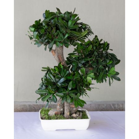 Conroy's Flowers El Cajon El Cajon - Bearing thick trunks bursting from a bed of flat moss, the Bonsai Pittosporum hosts small round bushes of pittosporum tobira leaves each placed at different heights, carefully and individually placed upon their branches to create a full and life-like appearance.