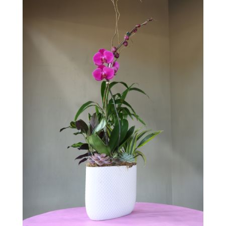 Conroy's Flowers El Cajon El Cajon - Ascend to new heights of elegance with our Ethereal Orchid Heights. This captivating arrangement features a tall and slender orchid gracefully nestled in a ceramic container, accompanied by an assortment of lush green plants. With its ethereal beauty and majestic presence, it's sure to captivate all who behold it