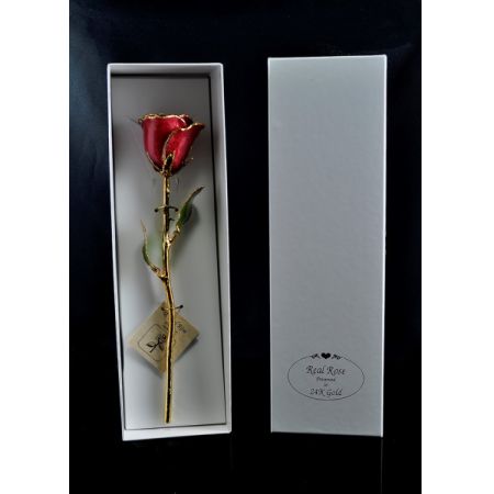 September Rose - Sapphire Gold Trimmed Rose