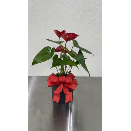 Conroy's Flowers El Cajon El Cajon - Lush. Vibrant. Effortlessly Elegant.

Bring a bold touch of the tropics into any space with our stunning Anthurium plant. Featuring glossy, heart-shaped leaves and vivid blooms that shine in rich red tones, this plant is more than just beautiful—it's a symbol of hospitality, joy, and lasting love.

Perfect for brightening up your home, office, or gifting to someone special, the Anthurium is easy to care for and makes a striking statement year-round.

