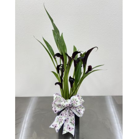 Conroy's Flowers El Cajon El Cajon - Elevate your space with the striking elegance of the Black Calla Lily. Known for its deep, dramatic blooms and sleek green foliage, this potted plant adds a modern, moody touch to any setting.

Finished with a delicate butterfly-print bow, it’s the perfect blend of bold and whimsical—ideal for gifts, home décor, or a unique addition to your plant collection.