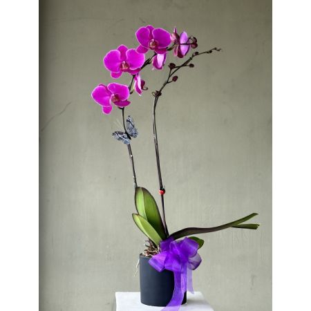 Conroy's Flowers El Cajon El Cajon - Capture their love for the exotic with a passionate Purple Phalaenopsis orchid. Also known as the moth orchid for its shapely leaves that resemble moths in flight, this captivating beauty is hand-selected by our florists and arrives in a chic cube planter, making it perfect for any décor.With our same-day flower delivery, you can promptly share the elegance and uniqueness of the Purple Phalaenopsis orchid with your loved ones. It's a thoughtful and enduring gift that brings a touch of sophistication and nature's beauty into any space.