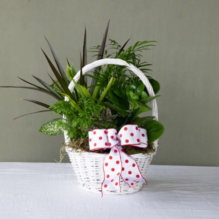 Conroy's Flowers El Cajon El Cajon - Brighten someone's day in a big way with our Classic Dish Garden. Planted in a charming basket, this vibrant green plant adds beauty to any space and promises to grow even more striking over time. A carefully curated mix of green and blooming plants is thoughtfully arranged in a wicker basket. With our same-day flower delivery, you can promptly bring the refreshing and enduring beauty of this Classic Dish Garden to their doorstep. It's a thoughtful and lasting gift that adds a touch of nature to any environment.