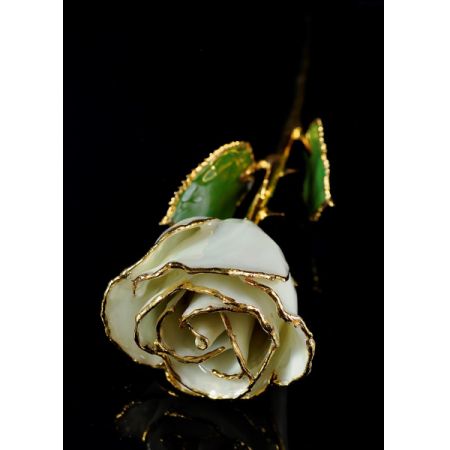 June Rose - Opal Pearl Gold Trimmed Rose