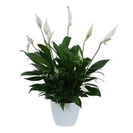 Morningside Florist Rancho Cordova - A ceramic container filled with a beautiful peace lily plant. Container may vary