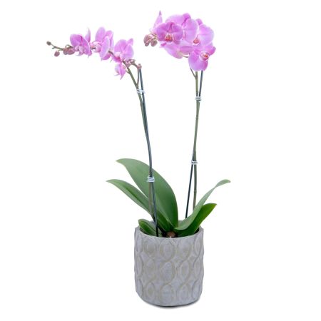 Morningside Florist Rancho Cordova - Elegant purple orchid plant in a designer container with added succulents for a rare beauty!