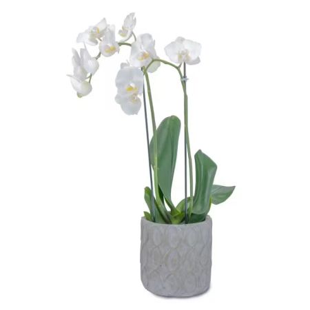 Morningside Florist Rancho Cordova - Elegant white orchid plant in this designer container are a beauty!