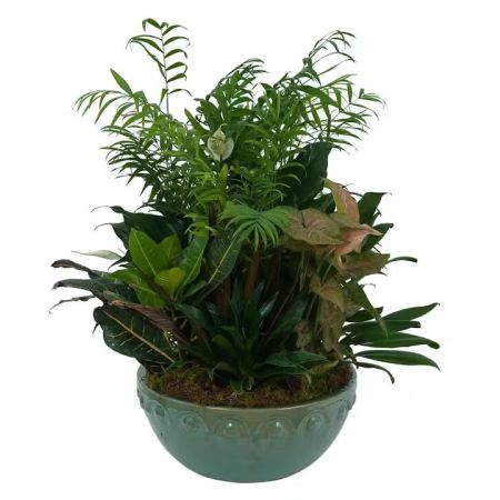 Morningside Florist Rancho Cordova - This beautiful combination of lush green plants is the perfect gift for any occasion. Container may vary.