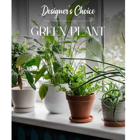 Morningside Florist Rancho Cordova - Pick a price point, and our expert designers will choose the best green plant to send to your recipient. Rejuvenate the home or office for any occasion, including expressions of thanks, congratulations, love, get well or even just because!